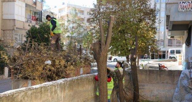 Haliliye'de Ağaç Bakım Ve Budama Çalışmaları Sürüyor
