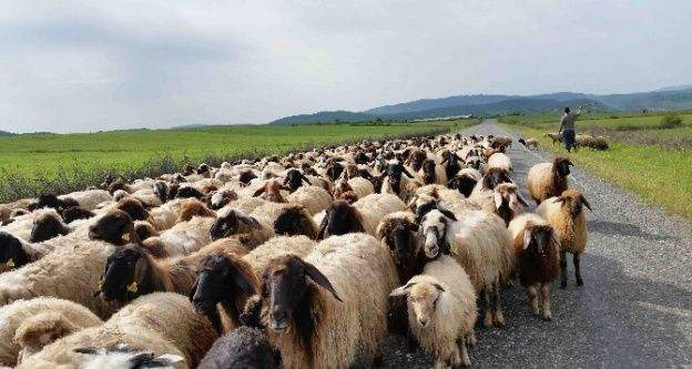 Yaylalara Göç Başladı
