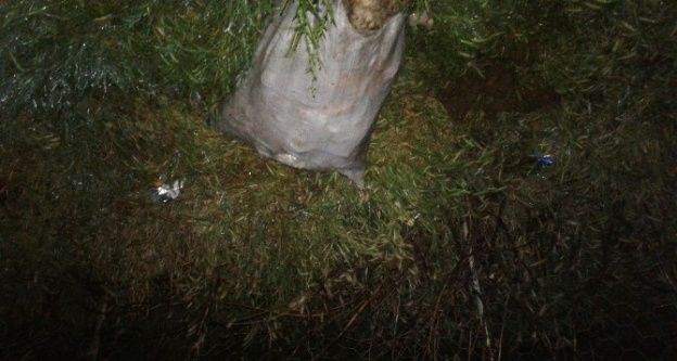 Çevreye Atılan Hayvan Leşleri Mahalleyi Bezdirdi