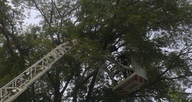 Dalların Arasında Sıkışan Kargayı İtfaiye Ekipleri Kurtardı