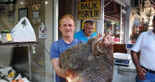 Dev Kalkan Balığı Kilosu 70 TL'den Satışa Sunuldu