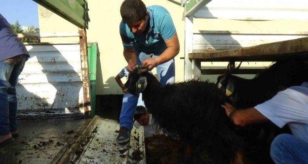 Kulp'ta genç çiftçiye 40 kıl keçisi verildi