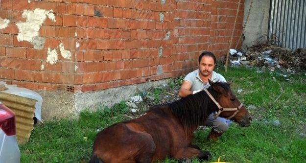 Sahibinin ölüme terk ettiği hasta at hayata döndürüldü