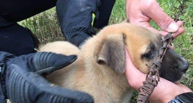 Tellere sıkışan yavru köpek itfaiye tarafından kurtarıldı