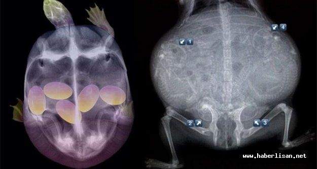 hamile hayvanların ultrason görüntüleri