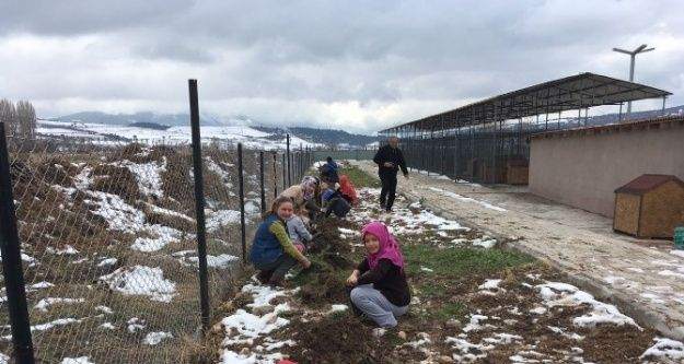 Gölpazarı'da öğrenciler şehitler için fidan dikti