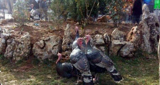 Yılbaşı hindileri alıcı bekliyor