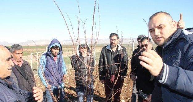 Adıyaman'da meyve ağaçlarında budama kursu veriliyor