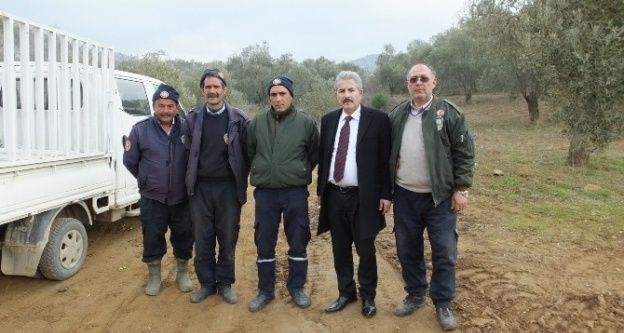 Burhaniye'de başakçı hırsızlar zeytin tarlalarına dadandı