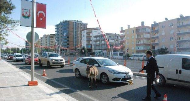 Araçların arasına dalan eşek sürücülere zor anlar yaşattı