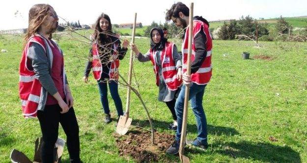 Genç kızılaycılardan 350 fidan