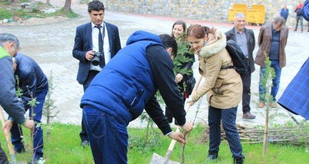 Osmaneli Belediyesi İçmeler tesislerine bin adet Toros sediri dikildi