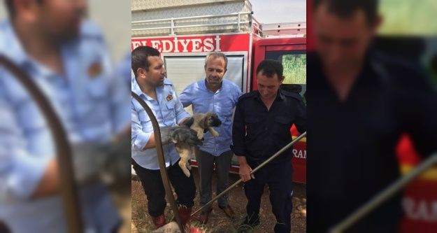 Kuyuya düşen yavru köpek kurtarıldı
