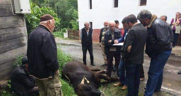 Devrilen direk, bir ineği telef etti