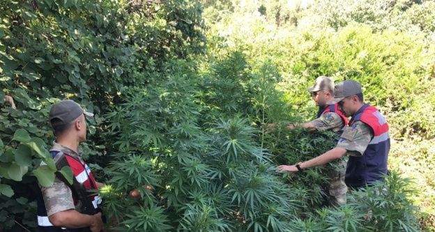 Hatay'da 80 kök Hint keneviri ele geçirildi