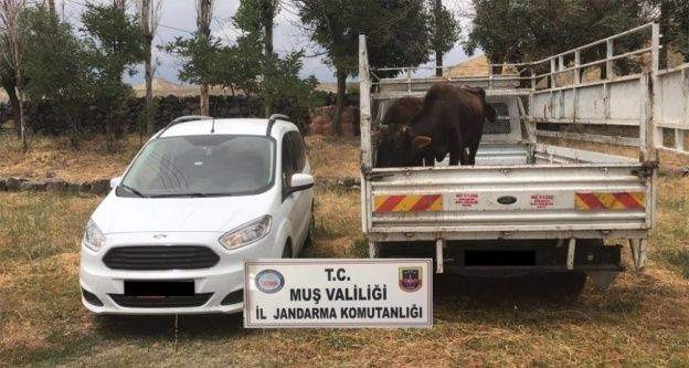 Hayvan hırsızları yakalandı