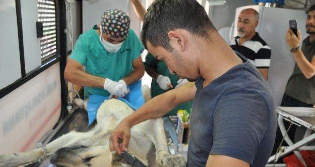 Yüksekova'da başıboş sokak köpekleri kısırlaştırılıyor