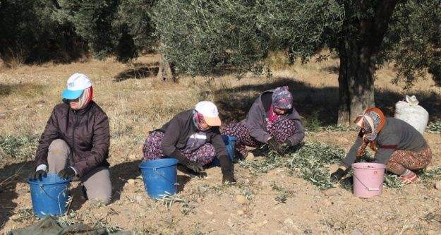 Burhaniye'de belediye zeytin hasadına başladı